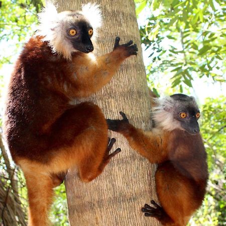 Remo E Berenice Nosy Komba Luaran gambar