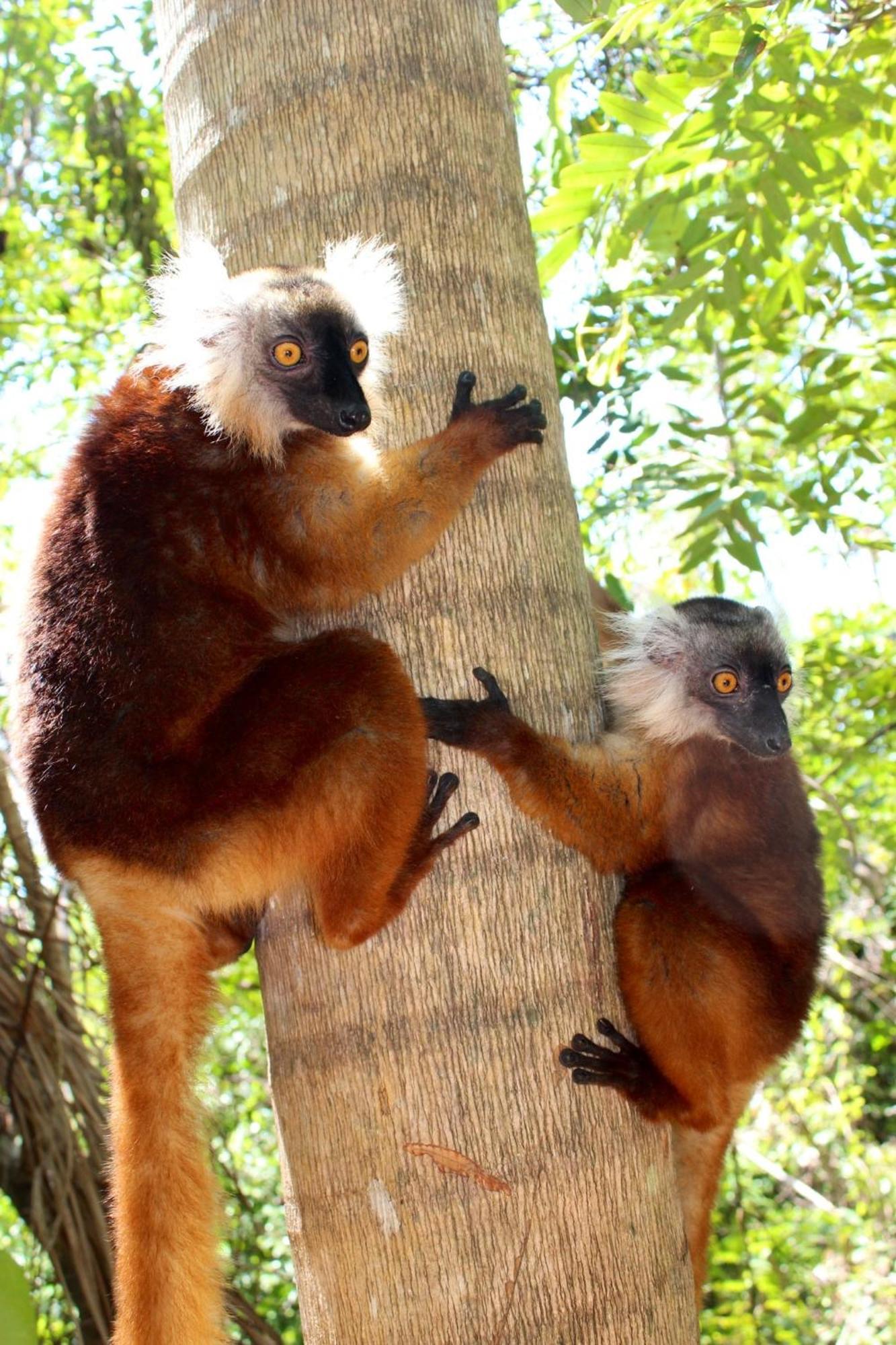 Remo E Berenice Nosy Komba Luaran gambar
